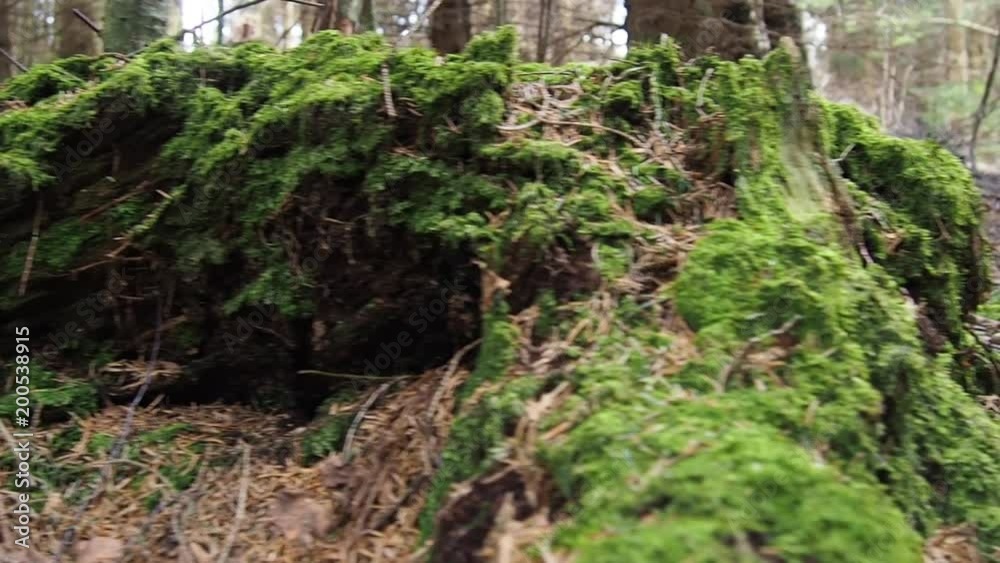 Tronco de árbol con musgo. paneo horizontal. Alemania