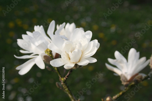 Magnolia stellata tree in bloom in early spring. Beautiful white flowers on branch