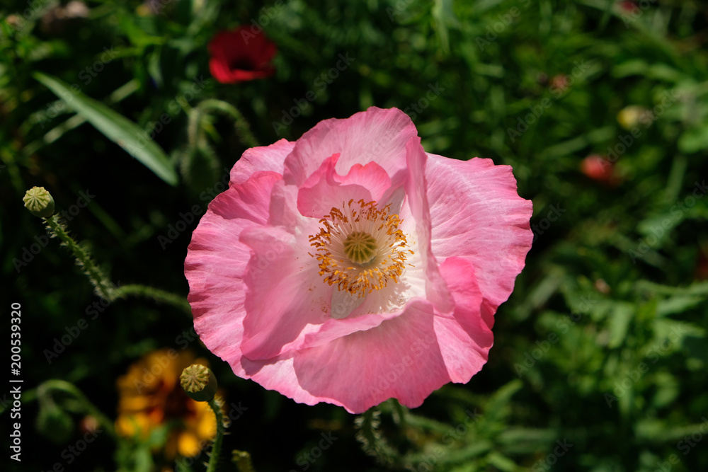 Photo of pink poppy in a field of wild flowers, taken on a sunny day in mid-summer in Eastcote, UK