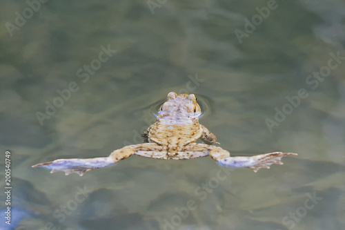 Common toad (Bufo bufo) swin in a pond