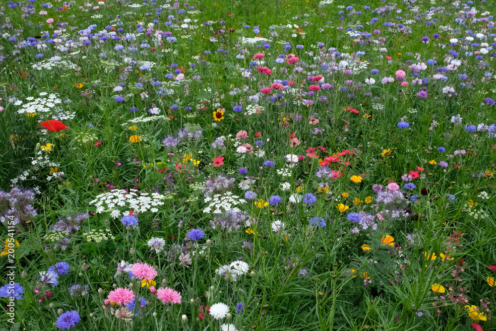 Meadow full of a variety of wild flowers, England UK Meadow full of a variety of wild flowers, England UK