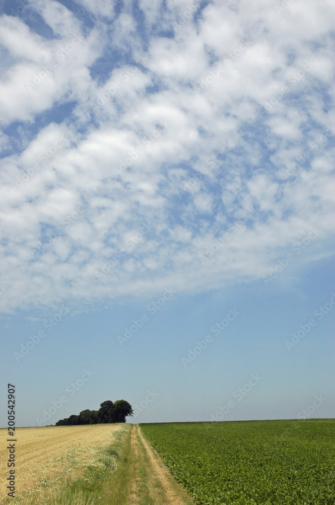 Naklejka premium sommerlandschaft felder