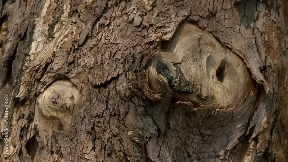 Beautiful texture of a bark of a tree on a sunny day