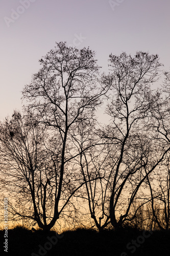 Silhouette of trees at sunset