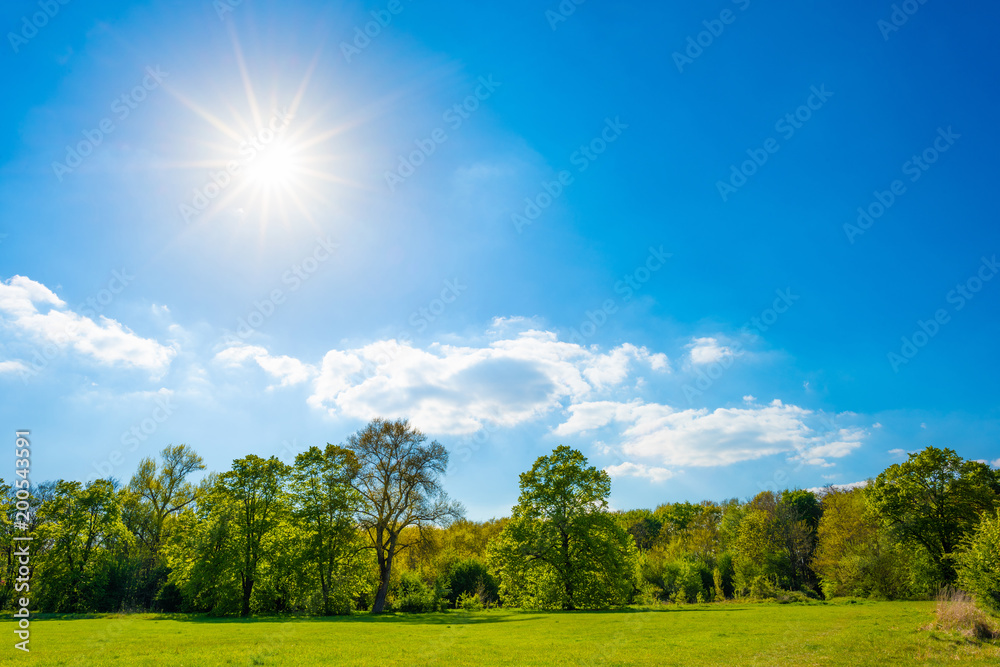 Summer meadow with green trees and a wonderful blue sky with bright sun