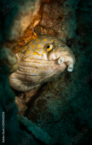 Sharptail eel  Myrichthys breviceps  peeks out from the reef  Bonaire  Netherlands Antilles