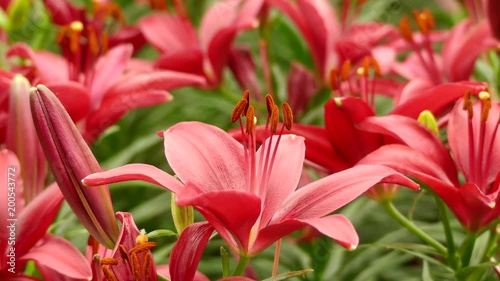 Beautiful lily flower in garden