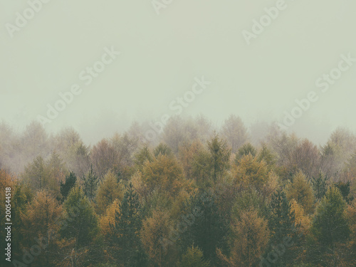 background of forest in autumn with vintage effect and copyspace