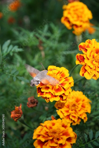 The colibri butterfly on the marigolds  photo