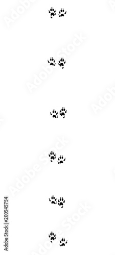 Stoat tracks. Typical footprints of short-tailed weasel - isolated black icon vector illustration on white background.