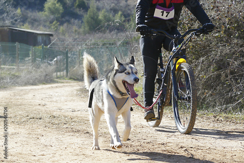 A dog and its musher taking part in a popular canicross with bicycle (bikejoring)..