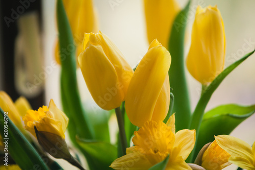 Gelbe Tulpen Macro Fr  hlings Blumen Strau  