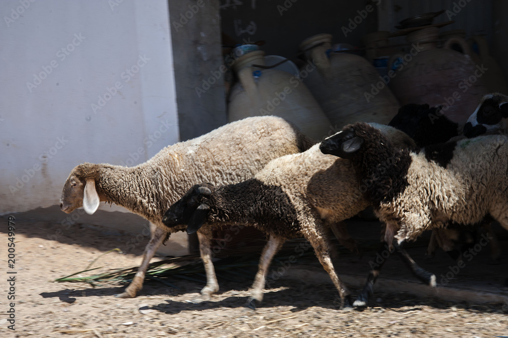Fototapeta premium running sheep