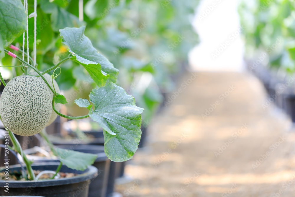 Fresh and well treat Japanese melon in farm or green melons cantaloupe melons in greenhouse. Sweet famous japanese fruit farming Fresh and well treat Japanese melon in farm or green melons cantaloupe melons in greenhouse. Sweet famous japanese fruit farming
