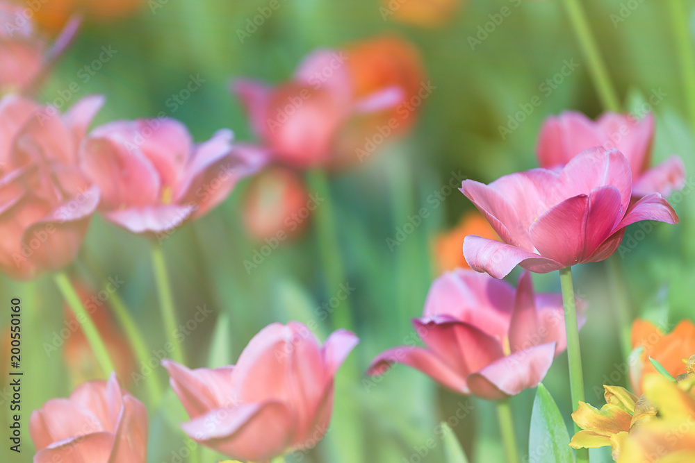 Colorful and beautiful fresh tulips with green leaf in park and nature