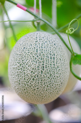 Fresh and well treat Japanese melon in farm or green melons cantaloupe melons in greenhouse. Sweet famous japanese fruit farming