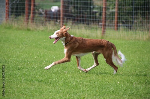 podenco iberico is running in the garden photo