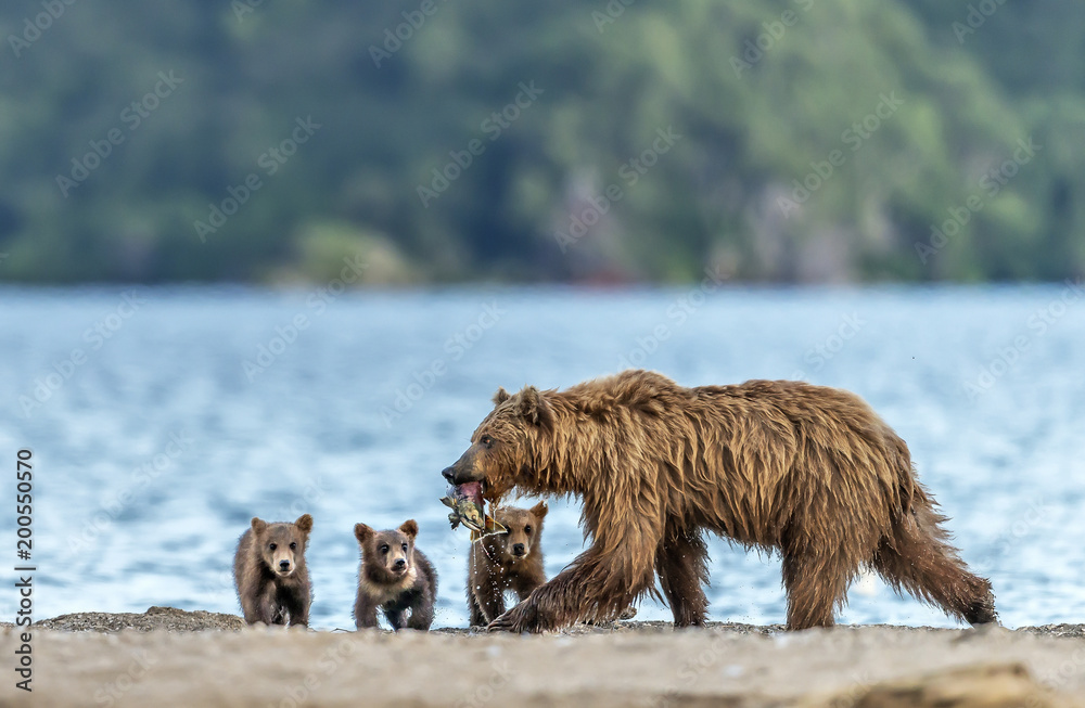 Mother bear fishing for her puppies - Kamchatka, Russia Mother bear fishing for her puppies - Kamchatka, Russia