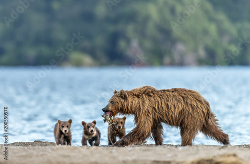 Mother bear fishing for her puppies - Kamchatka, Russia