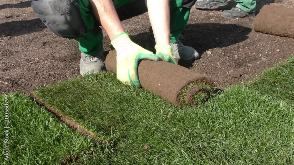 Rollrasen wird verlegt (Laying rolled turf)
