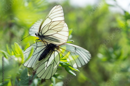 Two white butterfly cabbages sit on a bush, during the mating season. photo