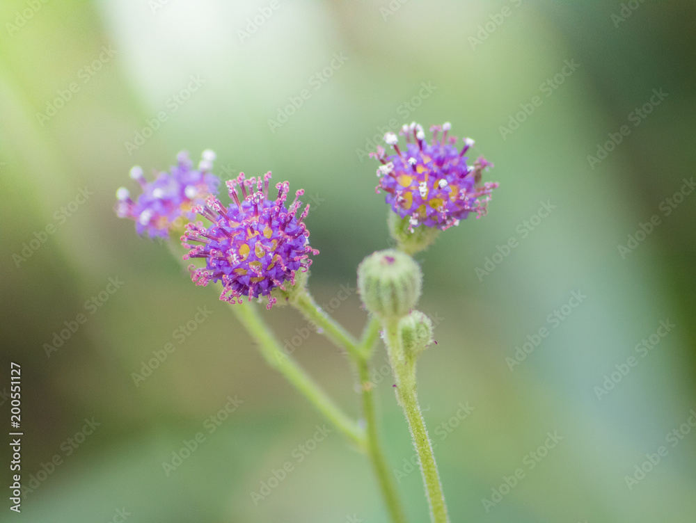 Tiny Purple Flowers Tiny Purple Flowers