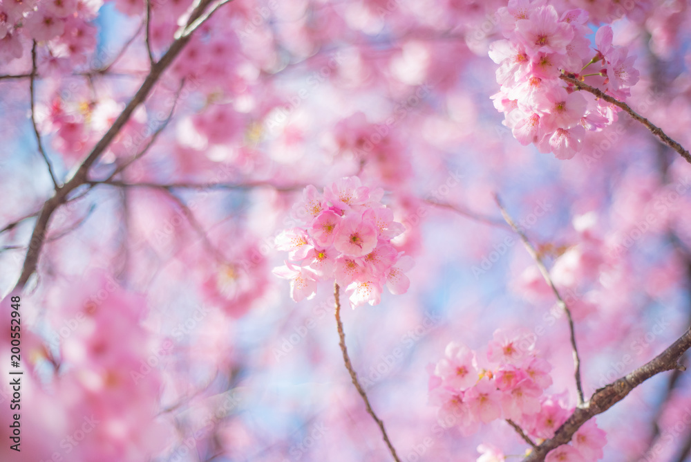 Fototapeta premium 桜フレーム