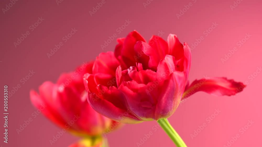 Timelapse of red tulips blooming on pink background. Blooming spring tulip flowers closeup. 4K UHD video footage. 3840X2160 Timelapse of red tulips blooming on pink background. Blooming spring tulip flowers closeup. 4K UHD video footage. 3840X2160