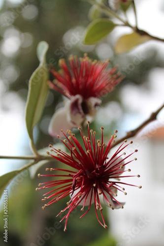 fleur rouge