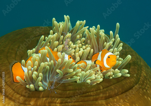 Dancing ocellaris clownfish and tosa commensal shrimp on closed anemone,Bali, Indonesia