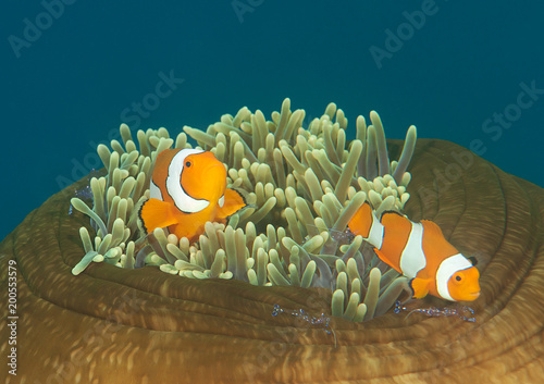 Tablou canvas Dancing ocellaris clownfish and tosa commensal shrimp on closed anemone,Bali, In