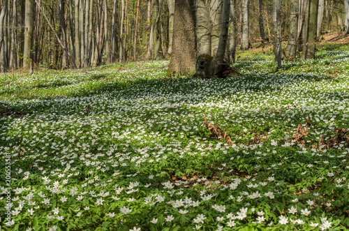White forest flowers of primroses on a forest glade on a spring sunny day