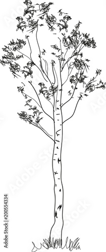 Stylized birch tree coloring page