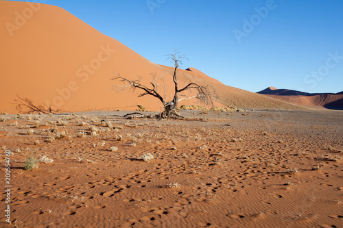 Albero secco nel deserto Namibiano © Gianfranco Bella