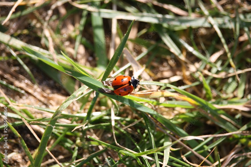 coccinelle coccinelle