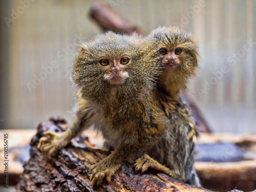 Obraz na płótnie Pygmy marmoset, Callithrix pygmaea niveiventris, female with baby w salonie
