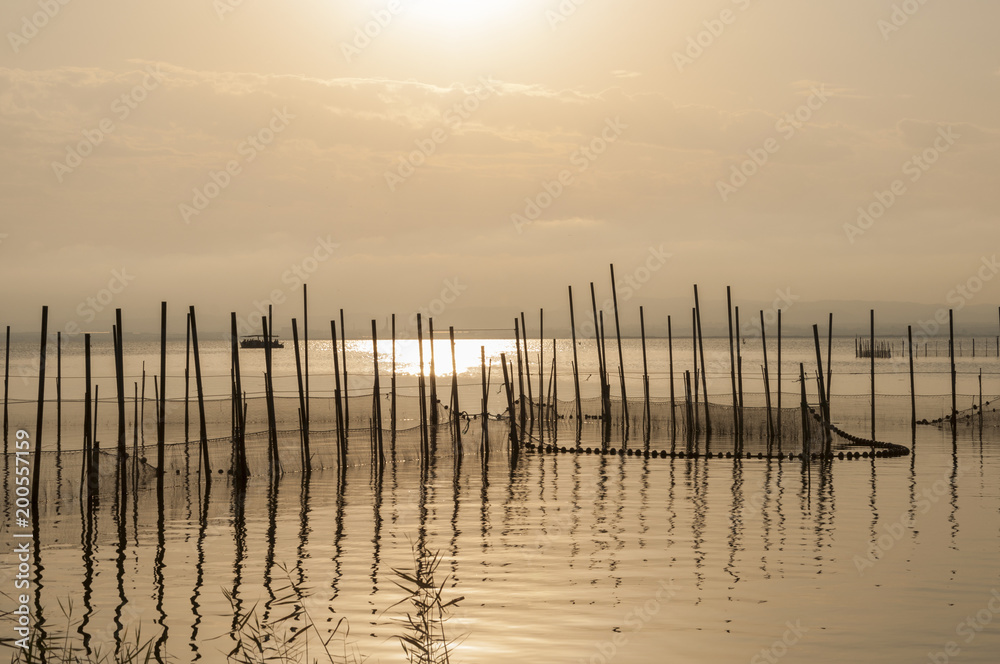 Obraz premium Cañas en la albufera