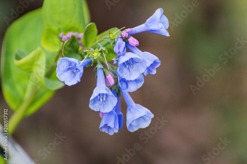 Virginia Bluebells in Smoky Mountains of Tennessee photo