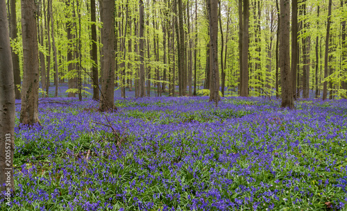 Blue Bell Forest, a carpet of blue bell flowers in a forest setting