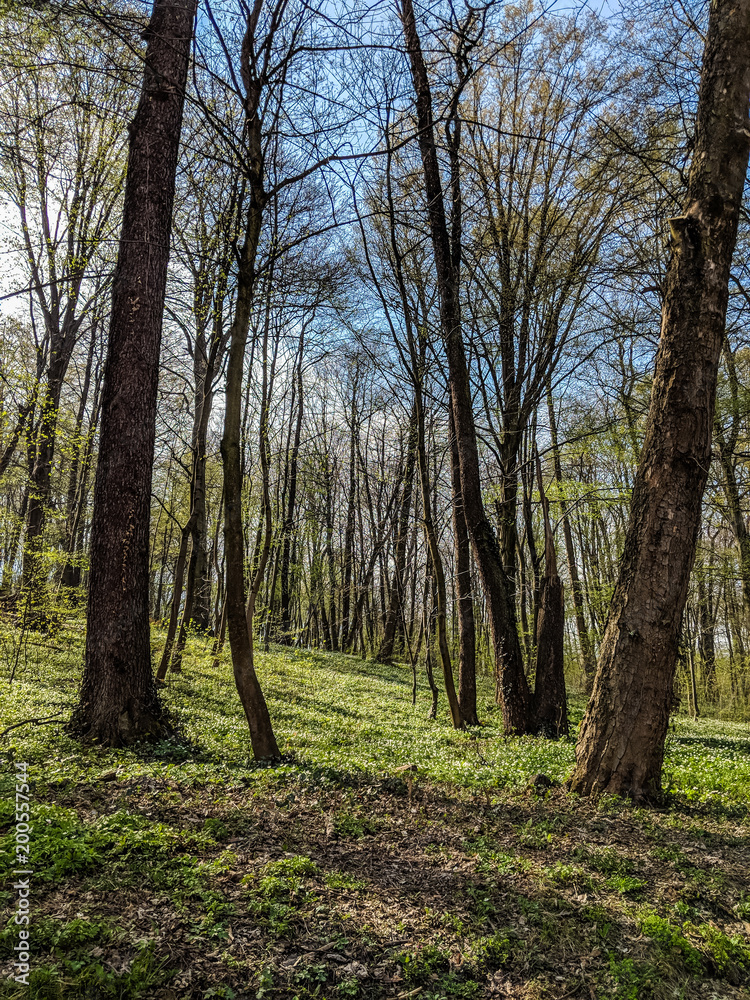 Naklejka premium City park in the spring season