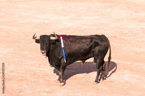 Verletzter Stier beim Stierkampf