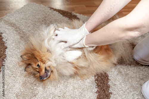 First aid reanimation on a small shetland sheepdog
