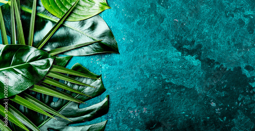 Obraz Twórczy tropikalny liści tło. Trandy tropikalne liście na turkusowym tle Łupek - kolor roku 2018. Widok z góry, miejsce