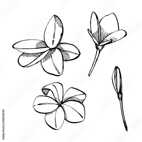 Tropical flowers Plumeria. Vector illustration. Engraved jungle leaves.