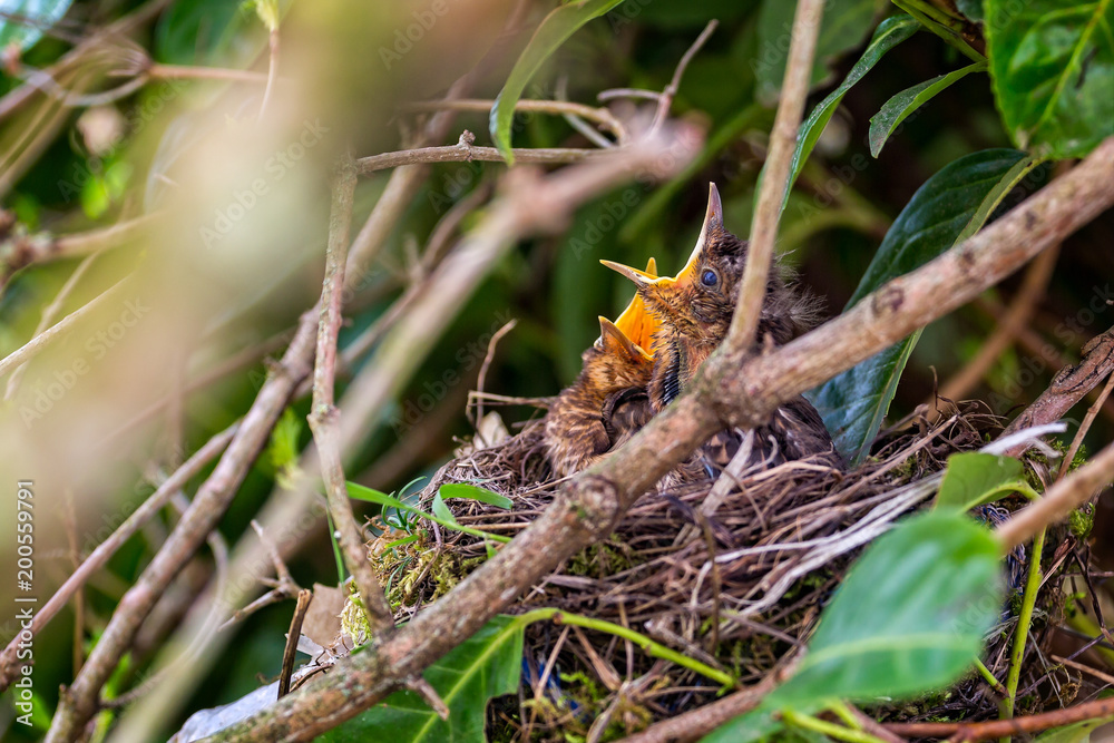 Pair of hungry baby blackbirds in the nest Pair of hungry baby blackbirds in the nest