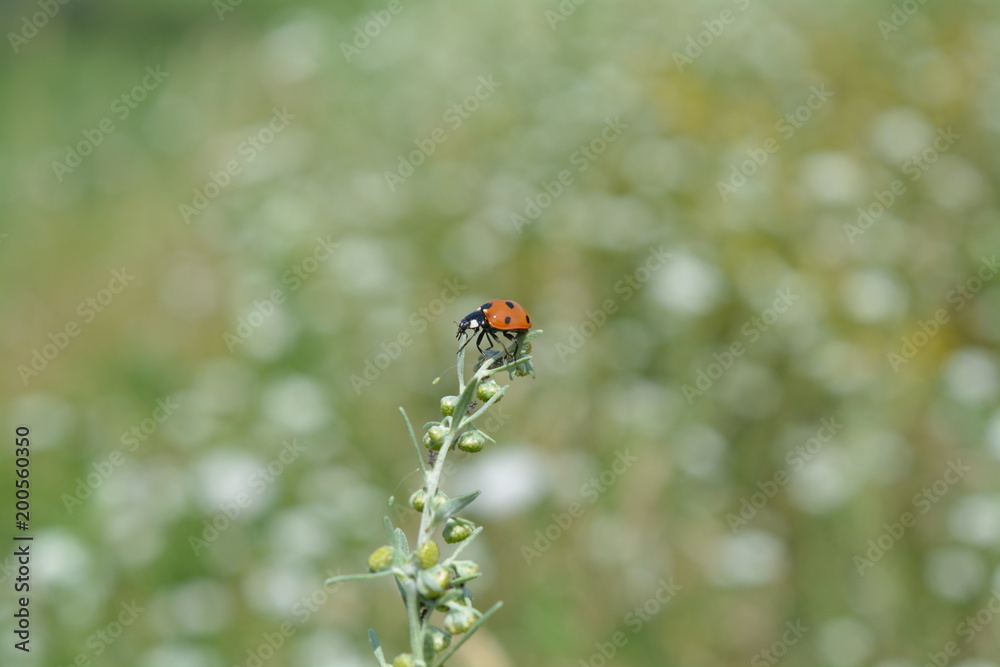 Ladybug Ladybug