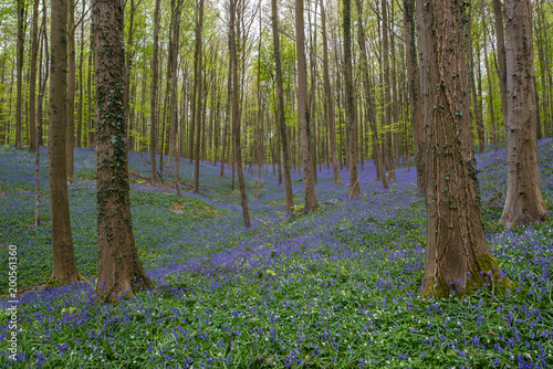 Blue Bell Forest  a carpet of blue bell flowers in a forest setting