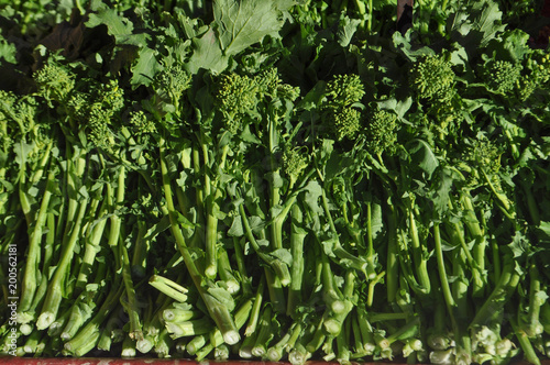 rapini broccoli vegetables food photo