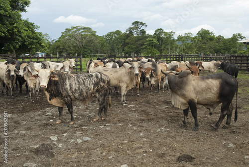Wallpaper Mural Cow, Brahman Race, Costa Rica  Torontodigital.ca