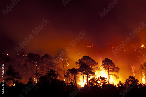 Forest fire, Pinus pinaster, Guadalajara (Spain)